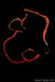   Juvenile Batfish  